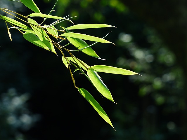 庭に生えた厄介な笹 除草剤 サンフーロン は効くのか試した結果 ついてログ