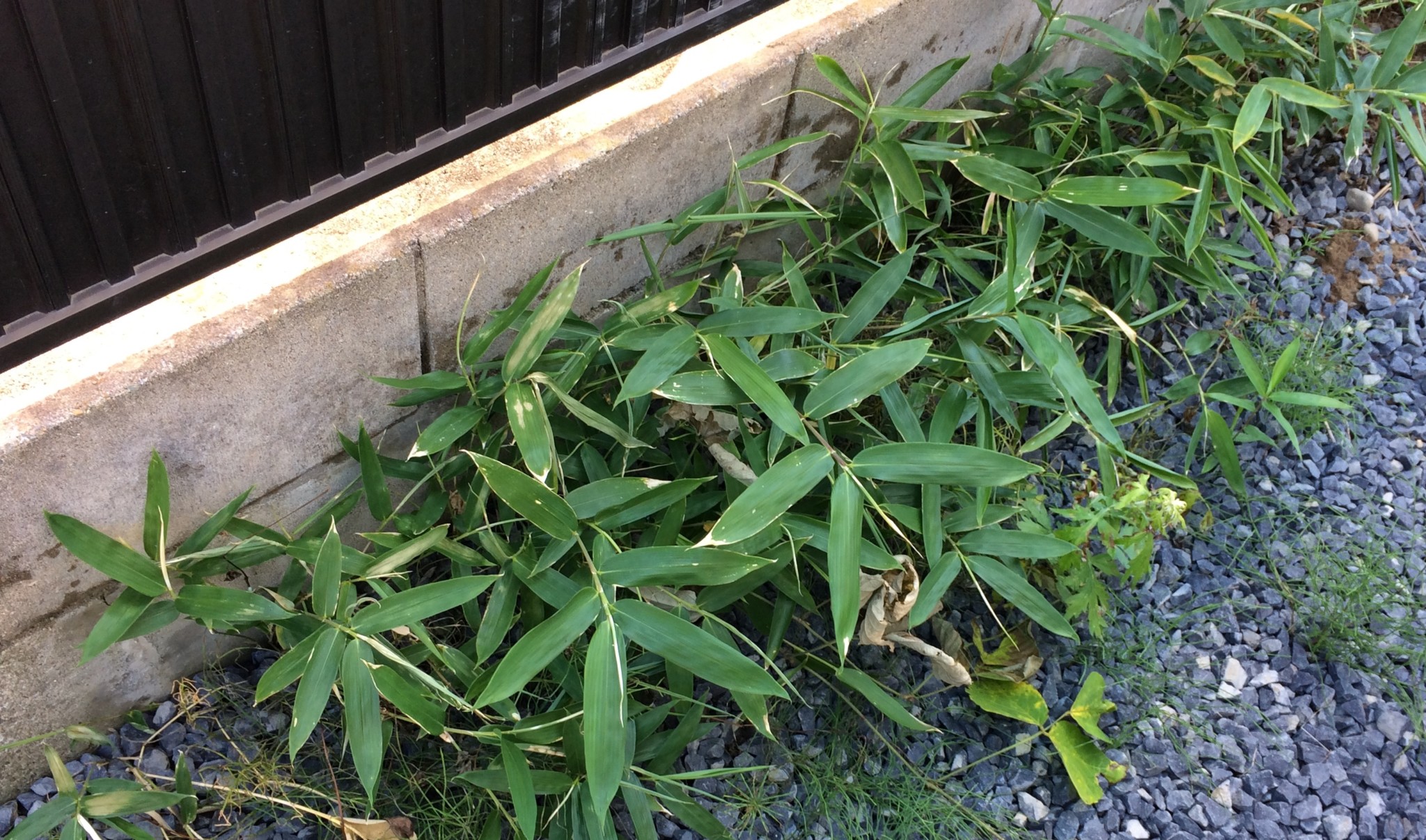 庭に生えた厄介な笹。除草剤「サンフーロン」は効くのか試した結果 ついてログ